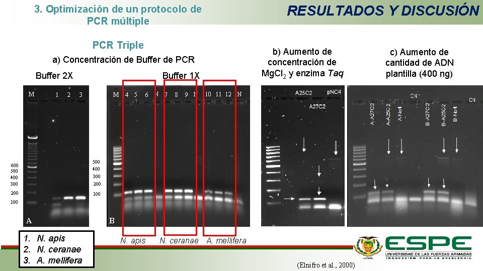 RESULTADOS Y DISCUSIÓN 3. Optimización de un protocolo de PCR múltiple PCR Triple b)