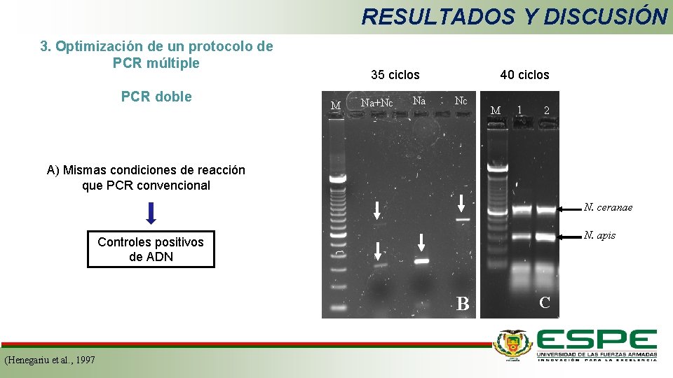 RESULTADOS Y DISCUSIÓN 3. Optimización de un protocolo de PCR múltiple PCR doble 40