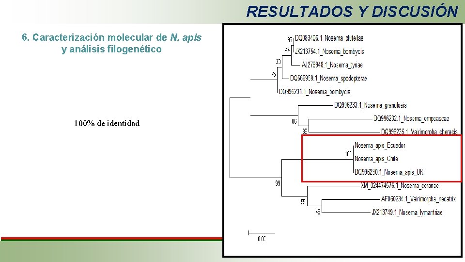 RESULTADOS Y DISCUSIÓN 6. Caracterización molecular de N. apis y análisis filogenético 100% de