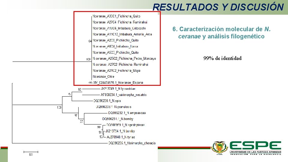 RESULTADOS Y DISCUSIÓN 6. Caracterización molecular de N. ceranae y análisis filogenético 99% de