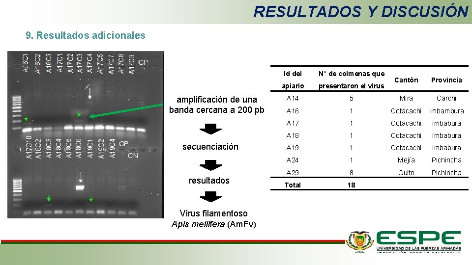 RESULTADOS Y DISCUSIÓN 9. Resultados adicionales amplificación de una banda cercana a 200 pb