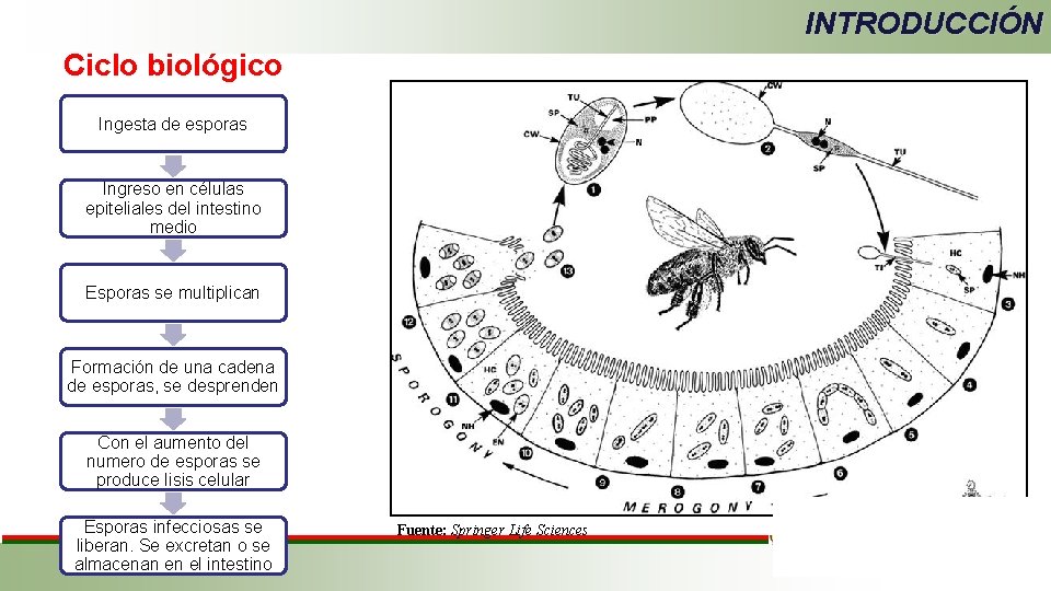 INTRODUCCIÓN Ciclo biológico Ingesta de esporas Ingreso en células epiteliales del intestino medio Esporas