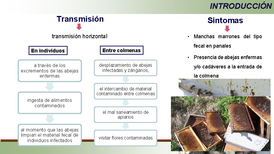 INTRODUCCIÓN Transmisión transmisión horizontal En individuos Entre colmenas Síntomas • Manchas marrones del tipo