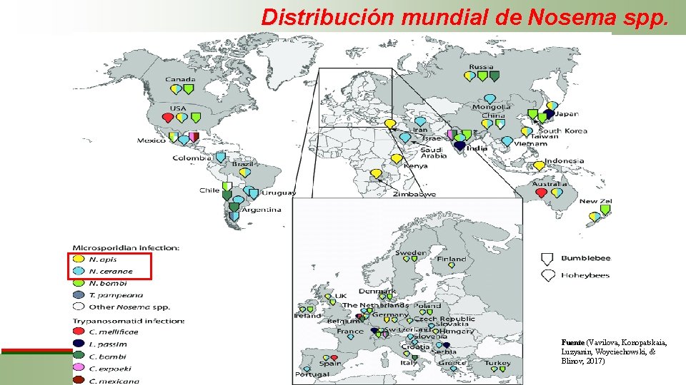 Distribución mundial de Nosema spp. Fuente (Vavilova, Konopatskaia, Luzyanin, Woyciechowski, & Blinov, 2017) 