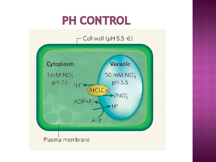 PH CONTROL 