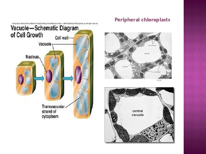 Peripheral chloroplasts 