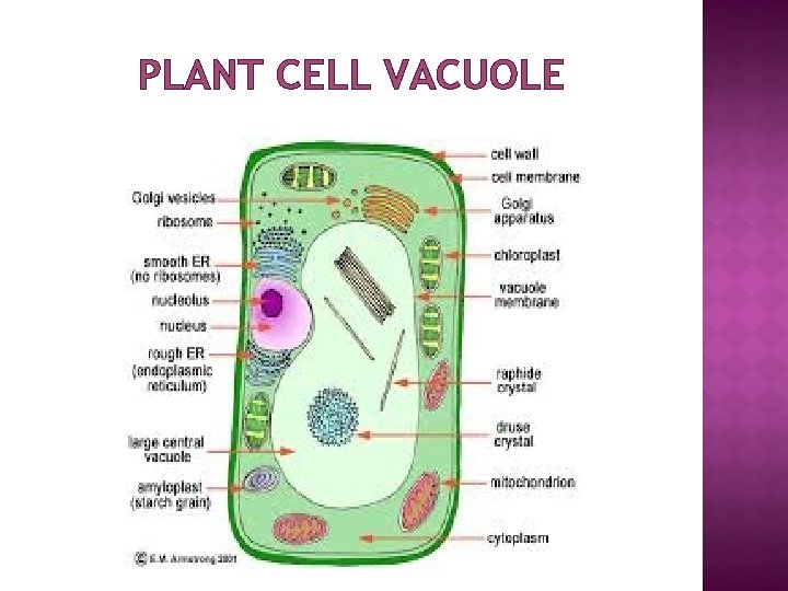 PLANT CELL VACUOLE 