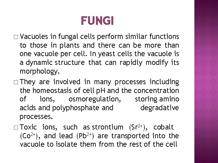 FUNGI � Vacuoles in fungal cells perform similar functions to those in plants and