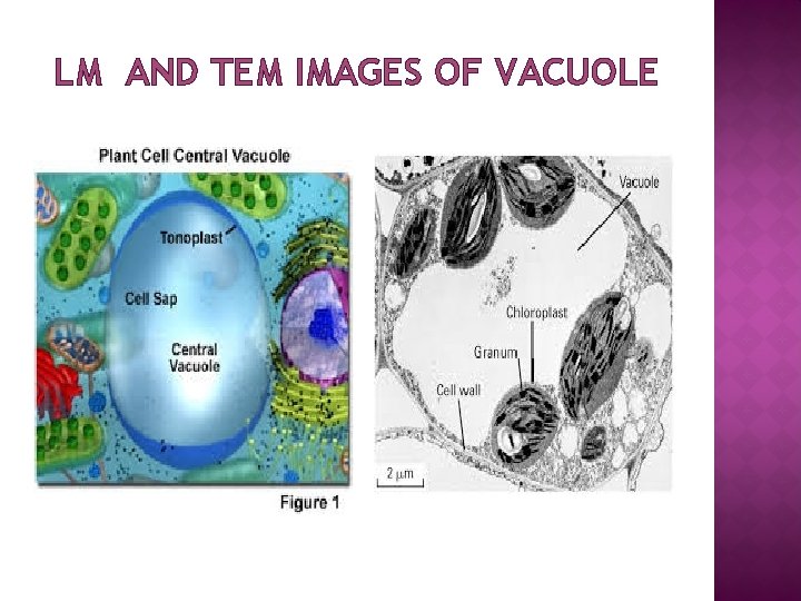 LM AND TEM IMAGES OF VACUOLE 