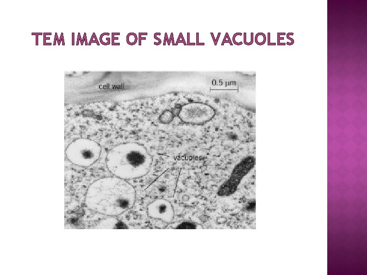 TEM IMAGE OF SMALL VACUOLES 