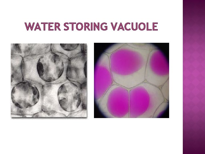 WATER STORING VACUOLE 