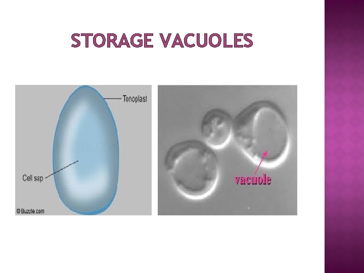 STORAGE VACUOLES 