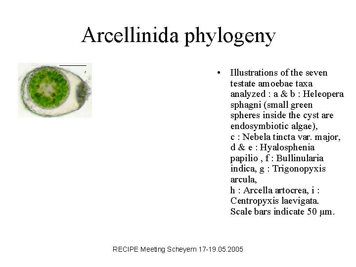 Arcellinida phylogeny • Illustrations of the seven testate amoebae taxa analyzed : a &