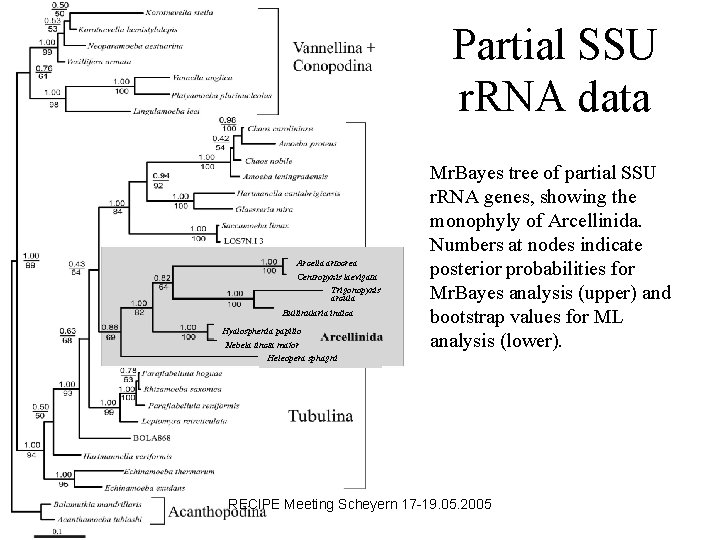 Partial SSU r. RNA data Arcella artocrea Centropyxis laevigata Trigonopyxis arcula Bullinularia indica Hyalosphenia