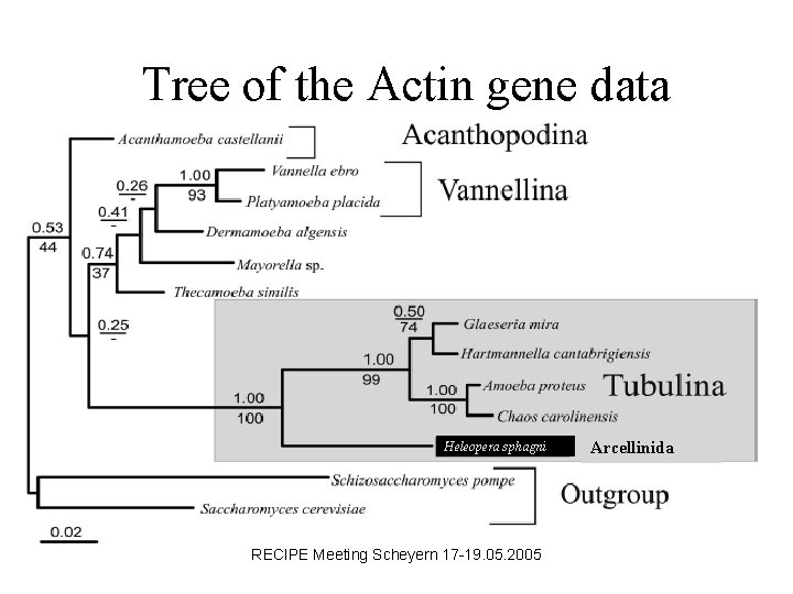 Tree of the Actin gene data Heleopera sphagni RECIPE Meeting Scheyern 17 -19. 05.