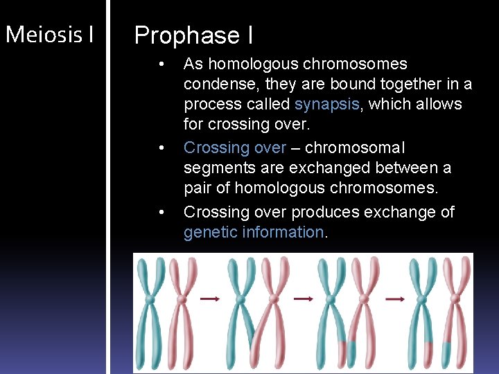 Meiosis I Prophase I • • • As homologous chromosomes condense, they are bound