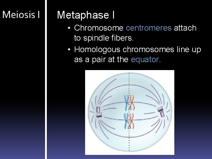 Meiosis I Metaphase I • Chromosome centromeres attach to spindle fibers. • Homologous chromosomes