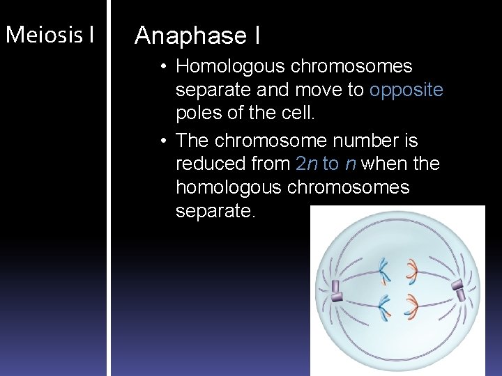 Meiosis I Anaphase I • Homologous chromosomes separate and move to opposite poles of