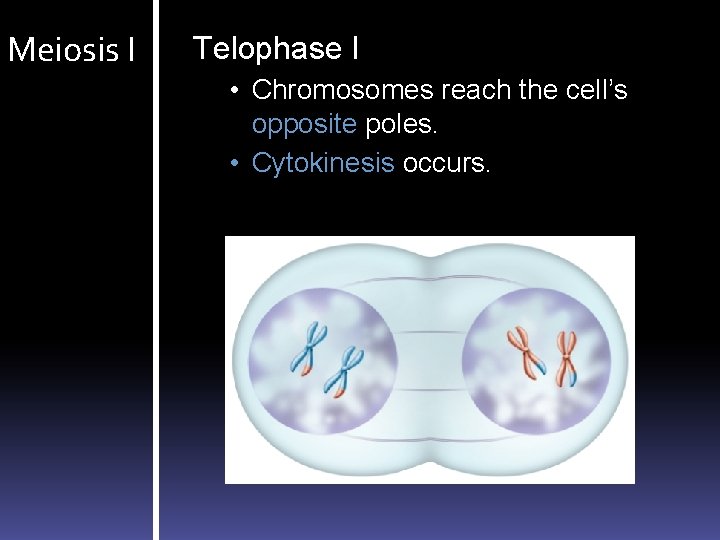 Meiosis I Telophase I • Chromosomes reach the cell’s opposite poles. • Cytokinesis occurs.