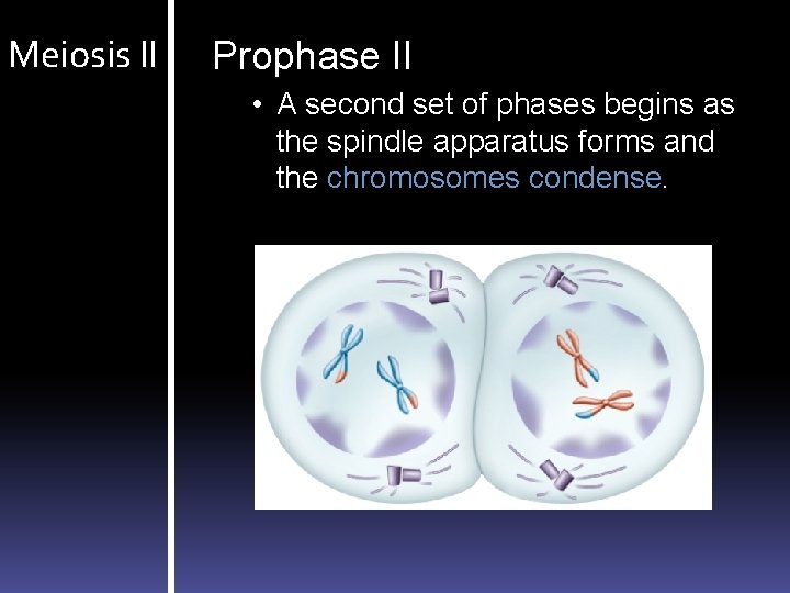 Meiosis II Prophase II • A second set of phases begins as the spindle