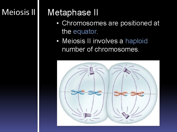 Meiosis II Metaphase II • Chromosomes are positioned at the equator. • Meiosis II