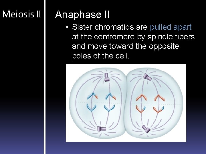 Meiosis II Anaphase II • Sister chromatids are pulled apart at the centromere by