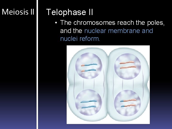 Meiosis II Telophase II • The chromosomes reach the poles, and the nuclear membrane