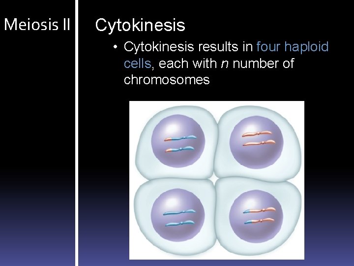 Meiosis II Cytokinesis • Cytokinesis results in four haploid cells, each with n number