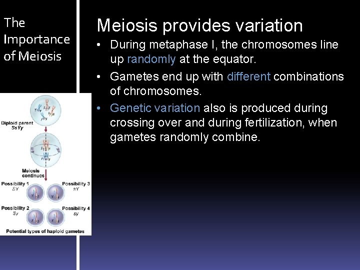 The Importance of Meiosis provides variation • During metaphase I, the chromosomes line up