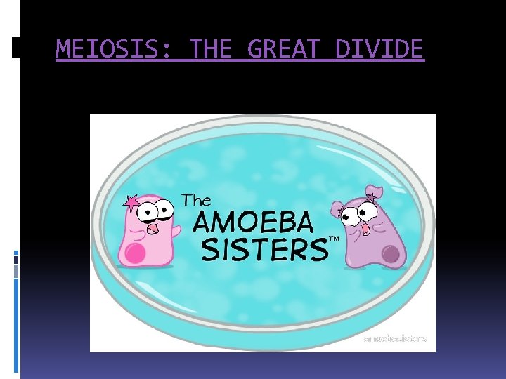 MEIOSIS: THE GREAT DIVIDE 