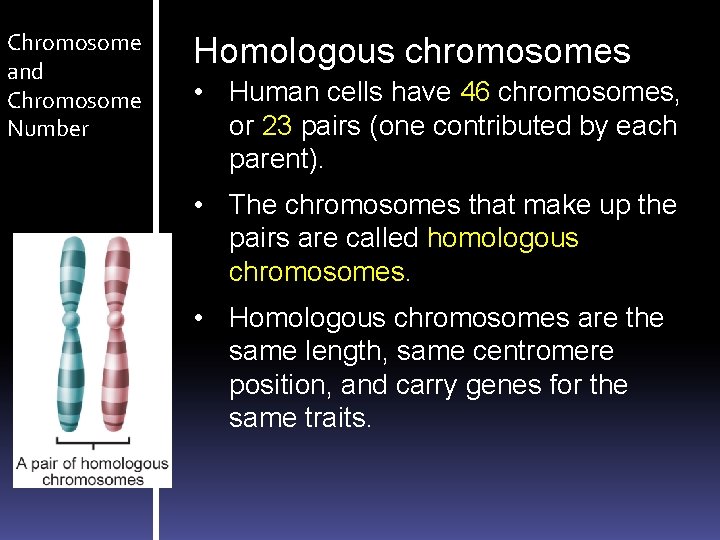 Chromosome and Chromosome Number Homologous chromosomes • Human cells have 46 chromosomes, or 23