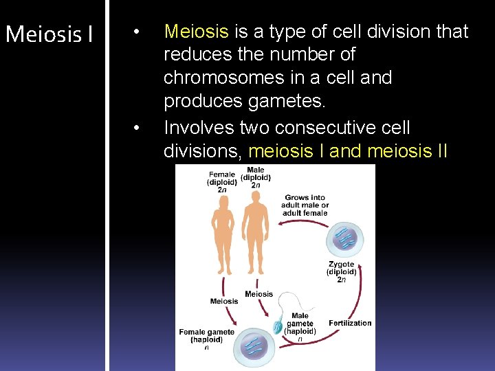 Meiosis I • • Meiosis is a type of cell division that reduces the