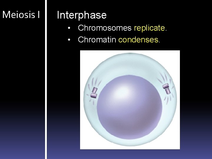 Meiosis I Interphase • Chromosomes replicate. • Chromatin condenses. 
