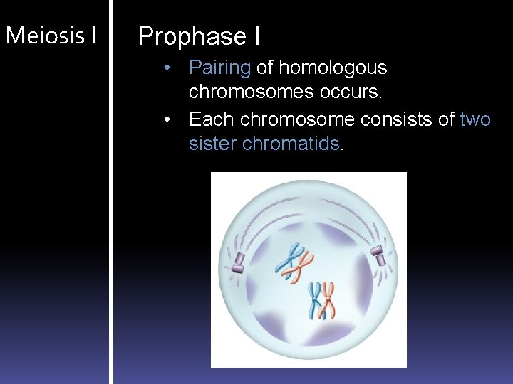 Meiosis I Prophase I • Pairing of homologous chromosomes occurs. • Each chromosome consists