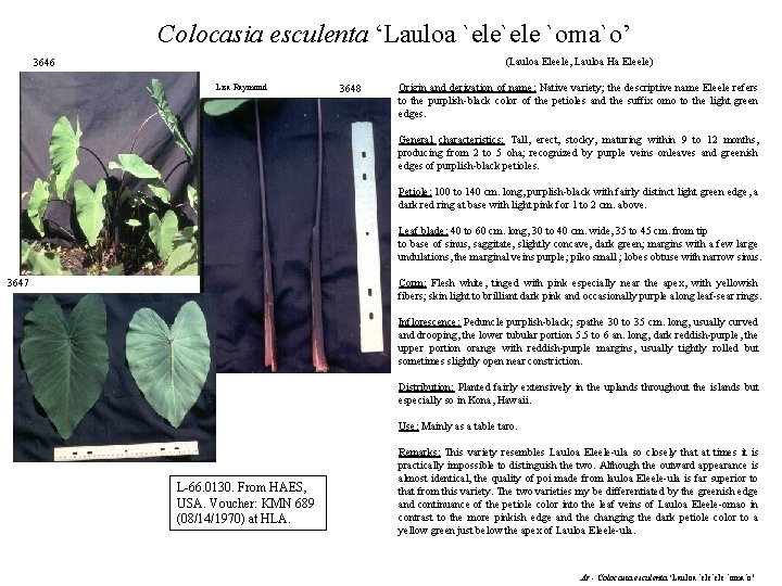 Colocasia esculenta ‘Lauloa `ele `oma`o’ (Lauloa Eleele, Lauloa Ha Eleele) 3646 Lisa Raymond 3648