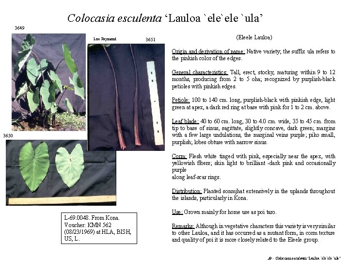 Colocasia esculenta ‘Lauloa `ele `ula’ 3649 Lisa Raymond 3651 (Eleele Lauloa) Origin and derivation