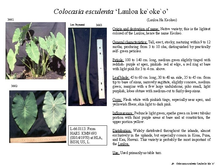 Colocasia esculenta ‘Lauloa ke`o’ 3661 (Lauloa Ha Keokeo) Lisa Raymond 3663 Origin and derivation
