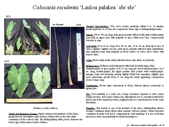 Colocasia esculenta ‘Lauloa palakea `ele’ 3652 Lisa Raymond 3654 General characteristics: Tell, erect, stocky,
