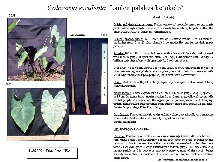 Colocasia esculenta ‘Lauloa palakea ke`o’ 3658 (Lauloa Onionio) Origin and derivation of name: Native