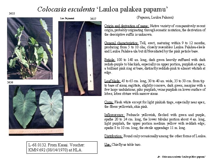 3655 Colocasia esculenta ‘Lauloa palakea papamu’ Lisa Raymond 3657 (Papamu, Lauloa Palamu) Origin and