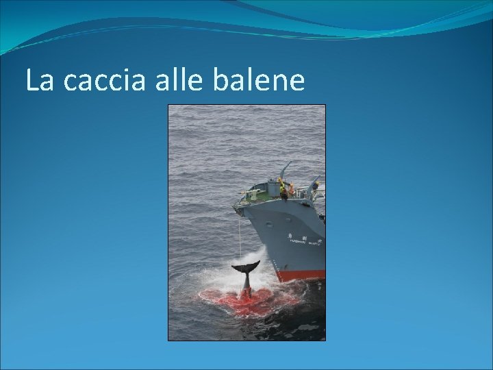 La caccia alle balene 