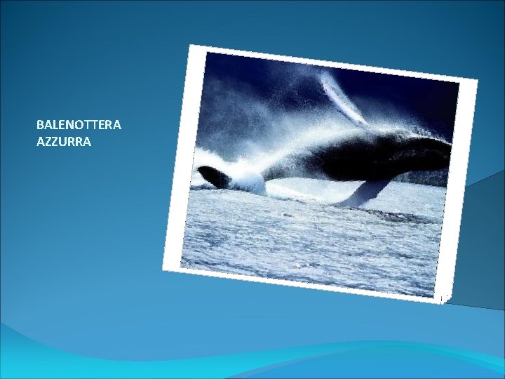 BALENOTTERA AZZURRA 