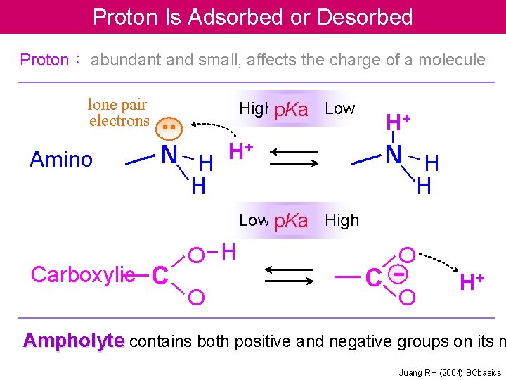 Proton Is Adsorbed or Desorbed Proton： abundant and small, affects the charge of a