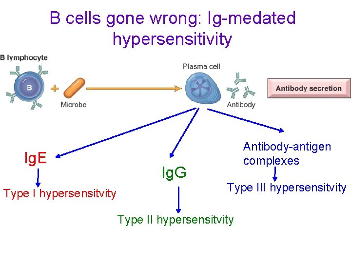 B cells gone wrong: Ig-medated hypersensitivity Ig. E Type I hypersensitvity Ig. G Antibody-antigen