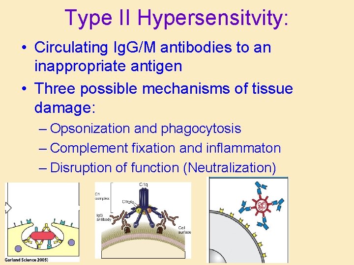 Type II Hypersensitvity: • Circulating Ig. G/M antibodies to an inappropriate antigen • Three