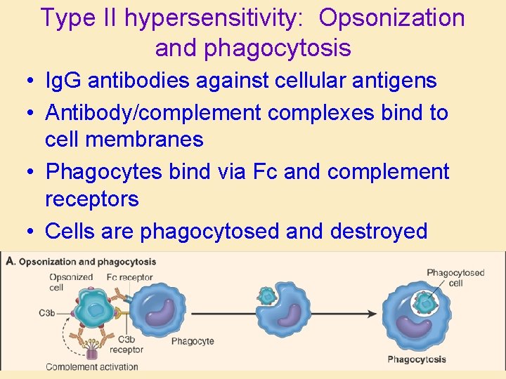 Type II hypersensitivity: Opsonization and phagocytosis • Ig. G antibodies against cellular antigens •
