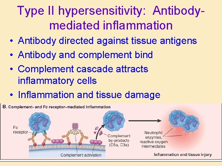 Type II hypersensitivity: Antibodymediated inflammation • Antibody directed against tissue antigens • Antibody and