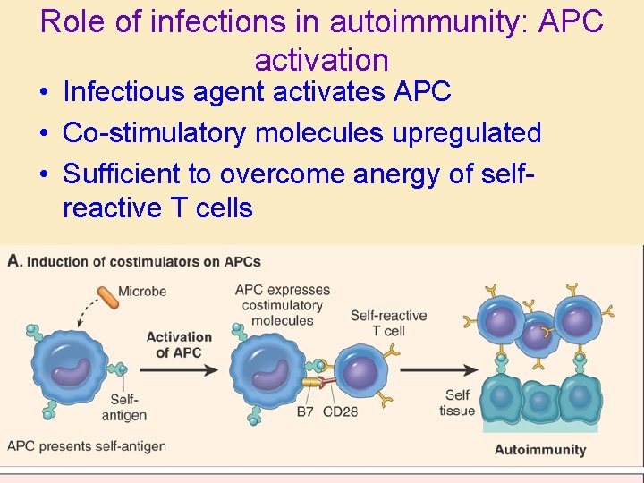 Role of infections in autoimmunity: APC activation • Infectious agent activates APC • Co-stimulatory