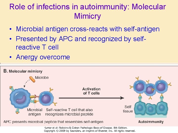 Role of infections in autoimmunity: Molecular Mimicry • Microbial antigen cross-reacts with self-antigen •
