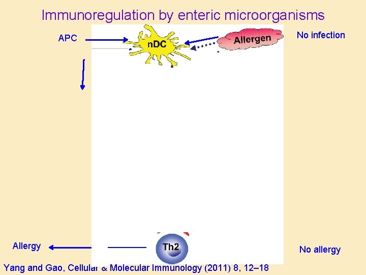 Immunoregulation by enteric microorganisms APC Allergy Yang and Gao, Cellular & Molecular Immunology (2011)